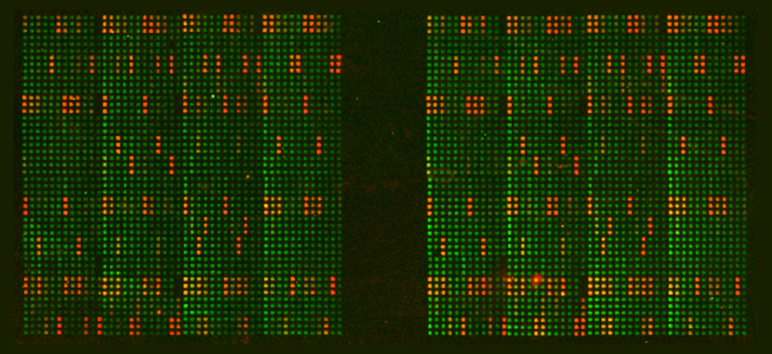 EpiGold™ Histone Peptide Array Data-Fluorescence