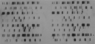 EpiGold™ Histone Peptide Array Data-ECL