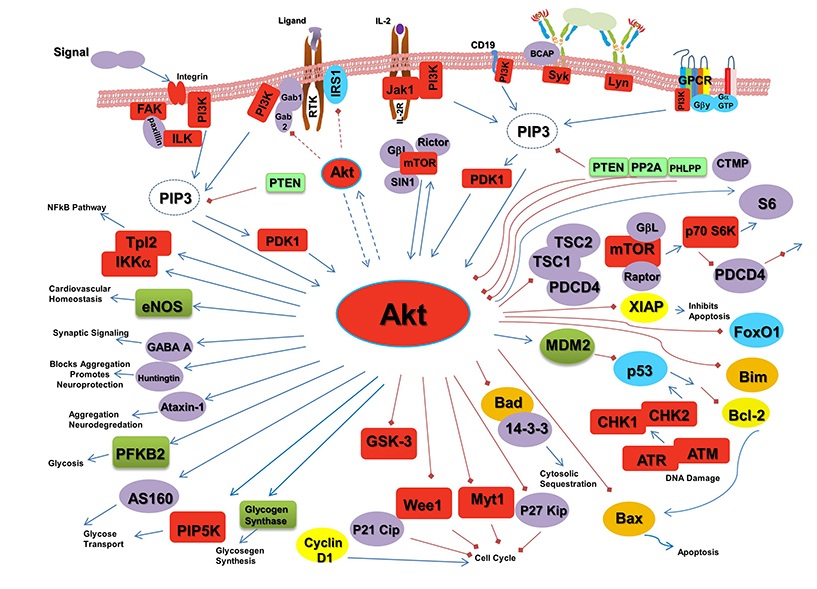 Updated version of the AKT cell signaling pathway Rockland Inc. tebu-bio