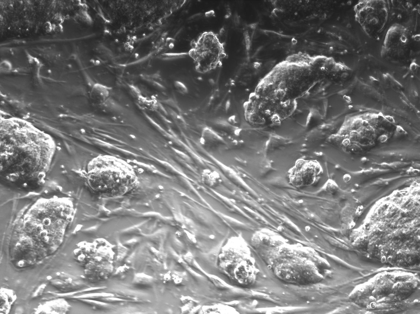 murine embryonic stem cells
