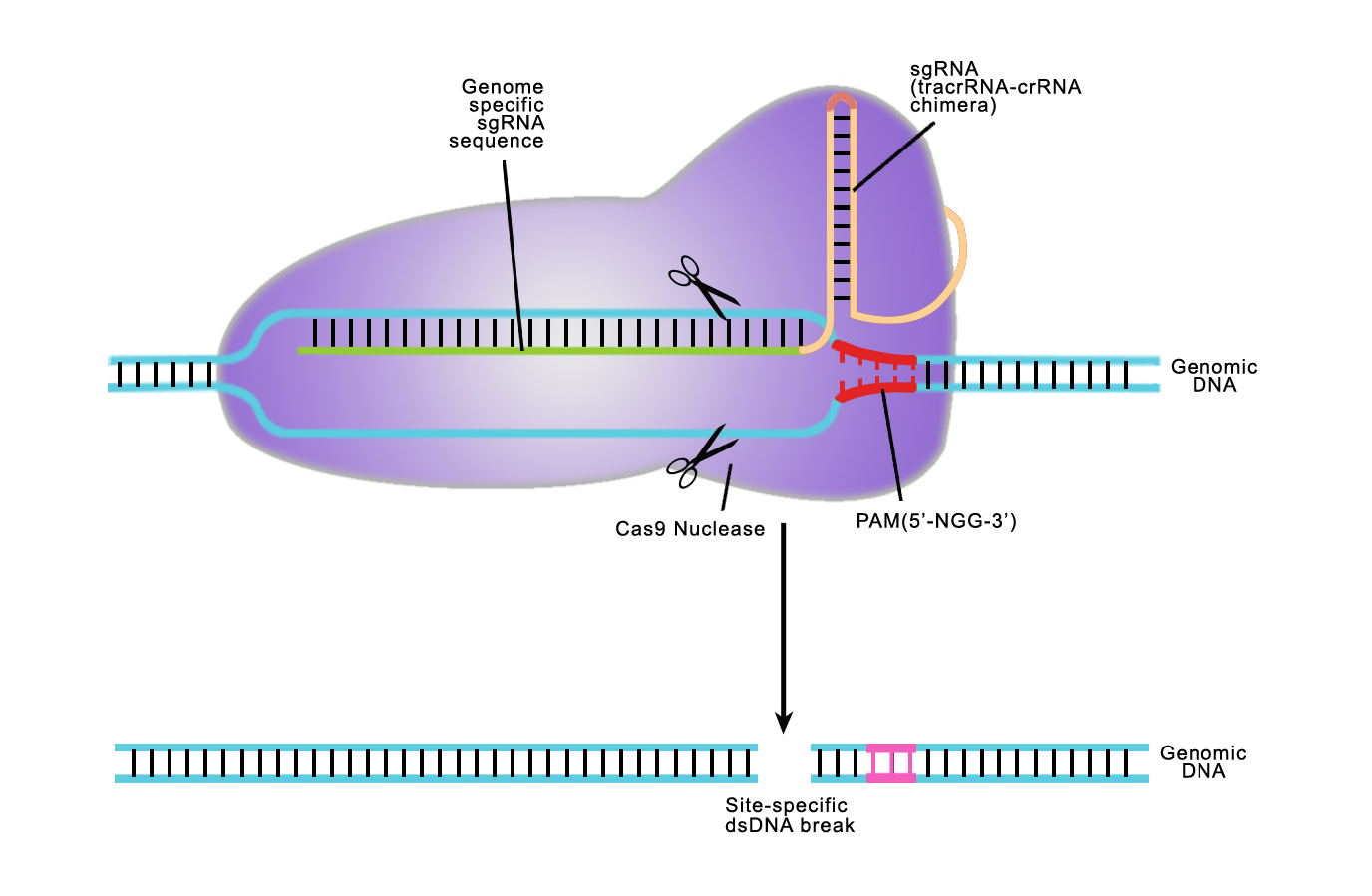 CRISPR/Cas 9 Genome editing and Engineering