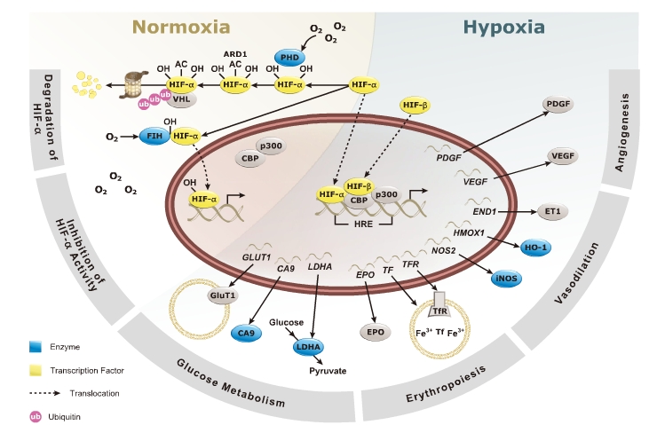 hypoxia pathway