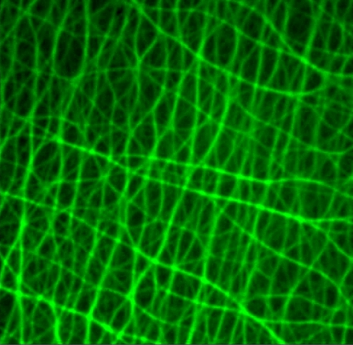 tebu-bio Cytoskeleton Research Tools Filamin Actin network