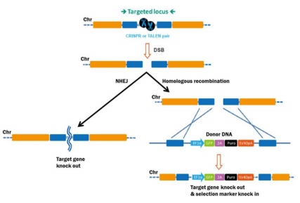 DNA Repair Pathways of Double Strand Breaks
