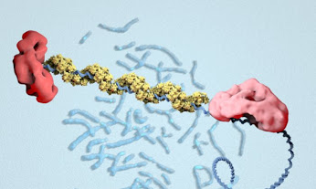 how it woHow BRCA2 works to repair damaged DNA.
