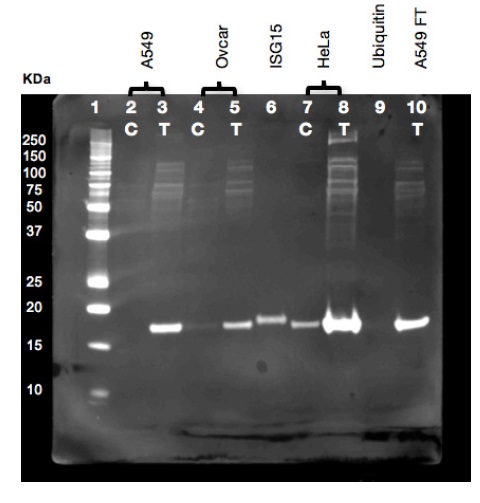 Western blot analysis with Anti-Human ISG15 MAb Mouse Monoclonal Antibody against Human ISG15, Clone 2.1 Cat. Nr 09321900-1 by tebu-bio