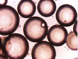 Primary adipocytes or flash frozen floaters by tebu-bio