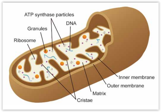 Schematic representation of a mitochondria. Source Abnova Mitochondrial research tools by tebu-bio