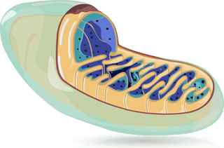 Mitochondria and mitochondrial research