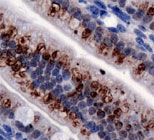 Immunohistochemical staining of TRPA1 on mouse intestine with TRPA1 polyclonal antibody (Cat. nr 157PAB11992)