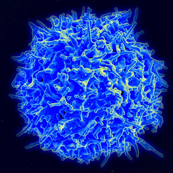 T Regs primary cells by tebu-bio