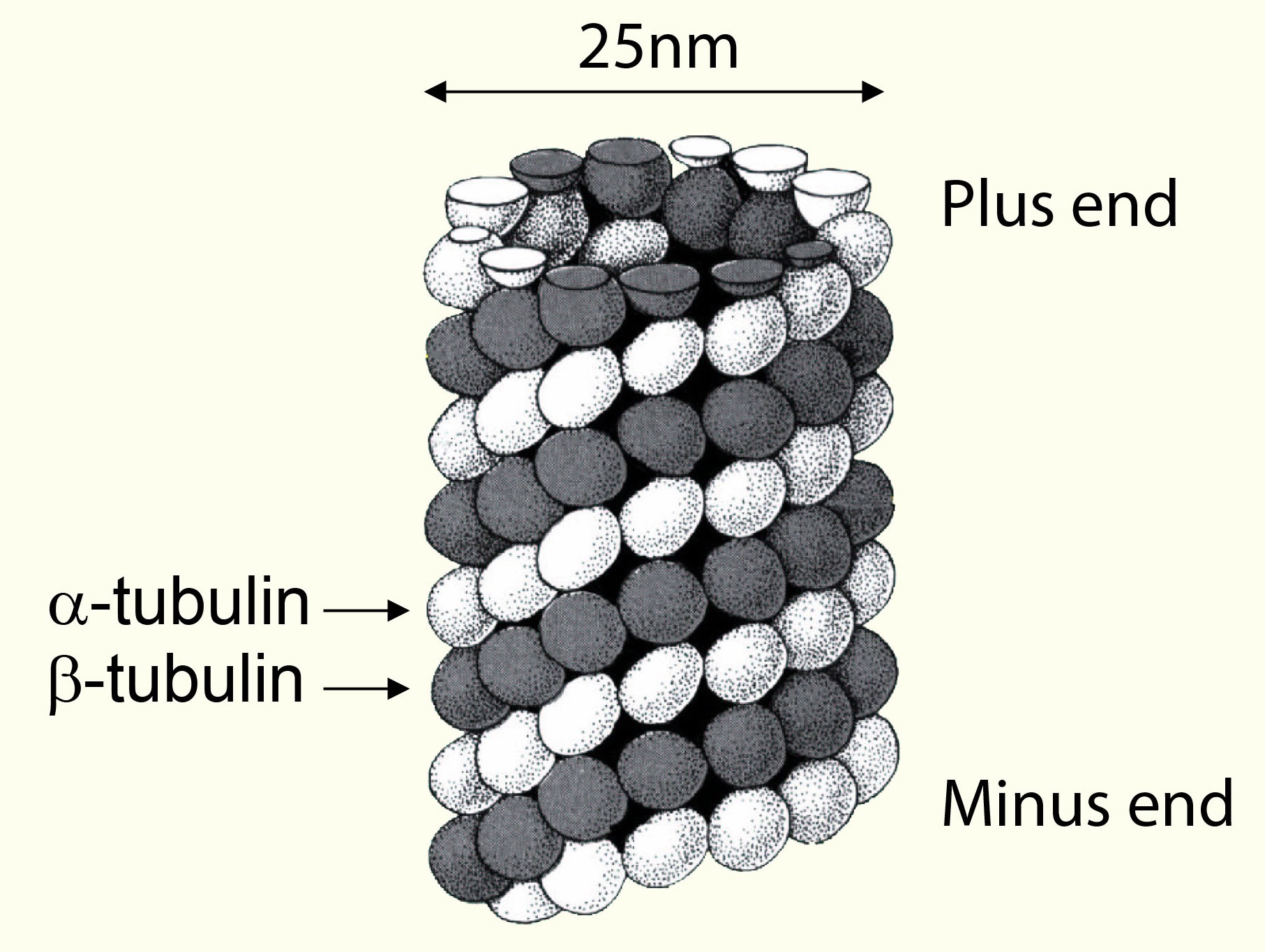 Tubulin / Microtubules: Structure and polarity of microtubules