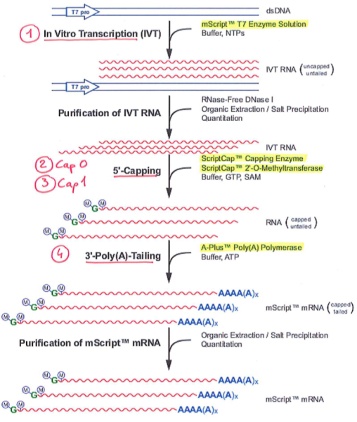 mScript mRNA production system.
