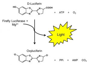 luciferase-formula