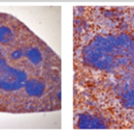 Purified Anti-Mac-2/Galectin-3 antibody (CL8942AP) - Cedarlane tebu-bio