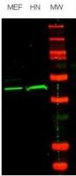 Oct4 antibody by Rockland - tebu-bio