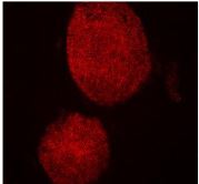 SSE4 Antibody by Stemgent - tebu-bio