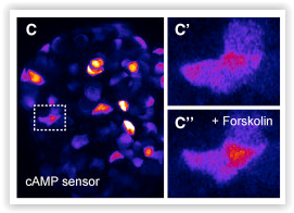 Montana Molecular cAMP green fluorescent sensor shows an increase of cAMP in human islets by Almaça et al. Cell 2016 DOI: http://dx.doi.org/10.1016/j.celrep.2016.11.072