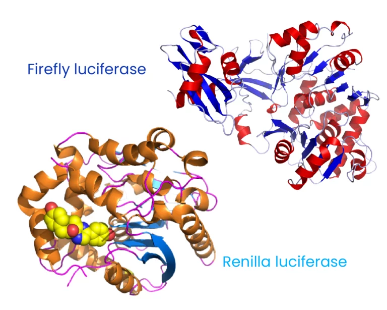 Firefly and Renilla Luciferase structure