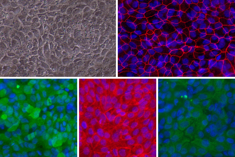 Gastrointestinal (GI) Epithelial primary cells - HGaEpC monolayer cell applications & tebu-bio