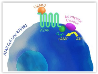 Adenosine A2A Receptor Functional Recombinant Stable Cell Line 79381 BPS tebu-bio