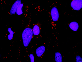 Proximity Ligation Analysis of protein-protein interactions between ERBB3 and ERBB2. HeLa cells were stained with anti-ERBB3 rabbit purified polyclonal 11200 and anti-ERBB2 mouse monoclonal antibody 150. Each red dot represents the detection of protein-protein interaction complex, and nuclei were counterstained with DAPI (blue).