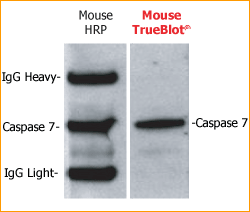TrueBlot Mouse IP Western Blot Comparison