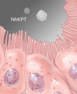 Kidney NhKPT tebu-bio Novabiosis