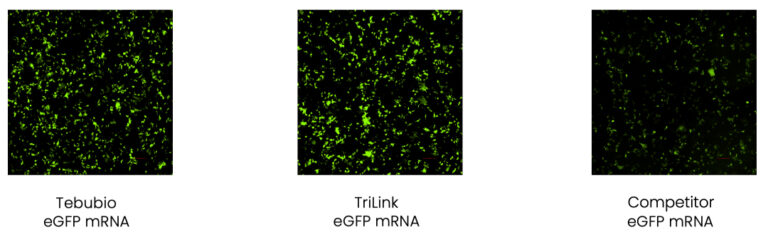 Tebubio mRNA production service results in comparison to TriLink and a Competitor