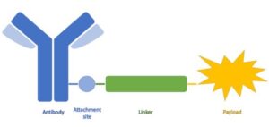 Bioconjugation - antibody linker