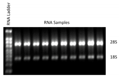 RNA Gel Results showing 28S:18S ratios.