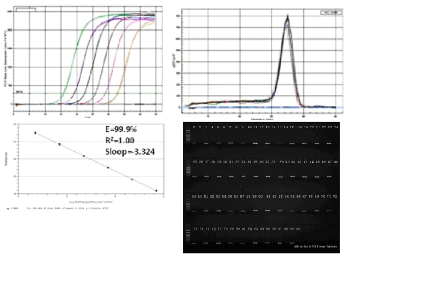 Predesigned and pretested qPCR primers for human and mutine GAPDH