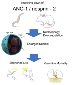 Figure 1: ANC-1 knock-down's effects on lifespan and germline.