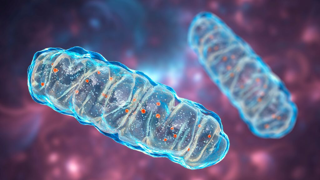 Mitochondria | Tebu Bio