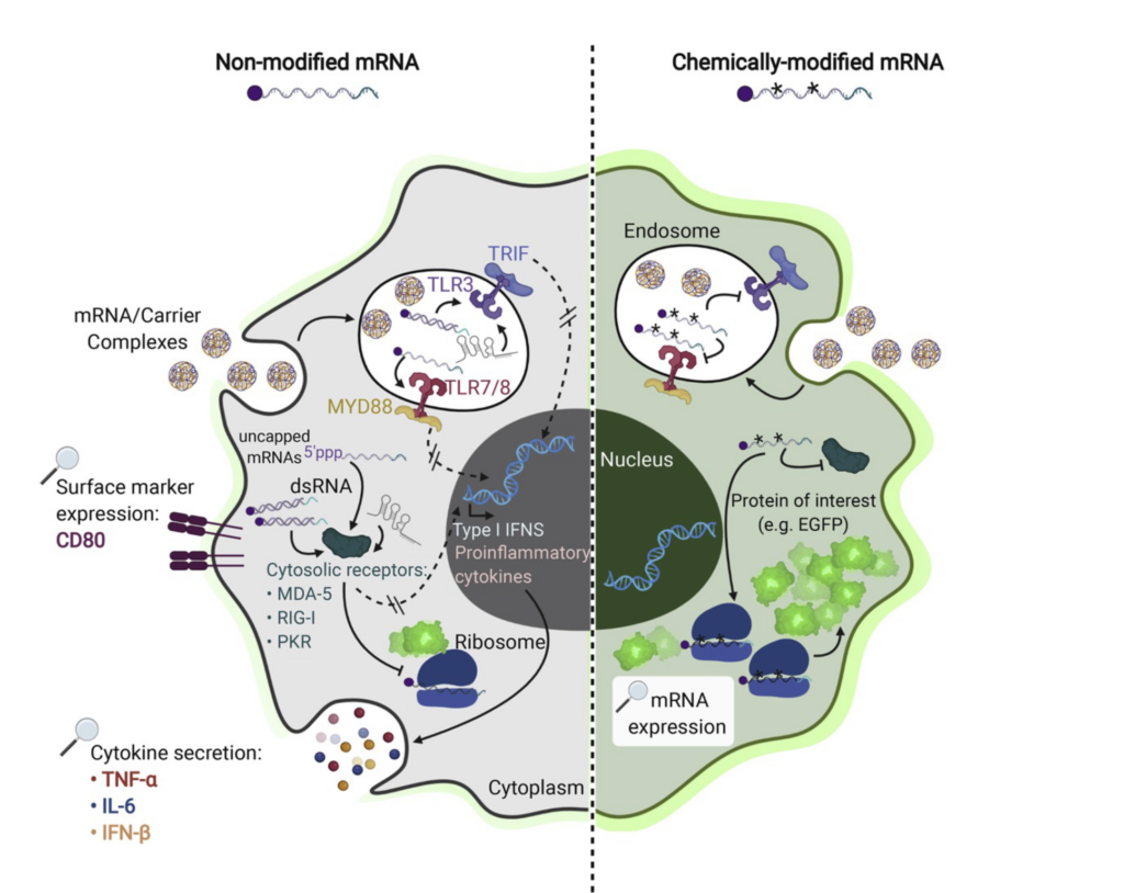 Intracellular pathways of innate immune response in cells transfected with non-modified (left) versus chemically modified exogenous mRNA (right)