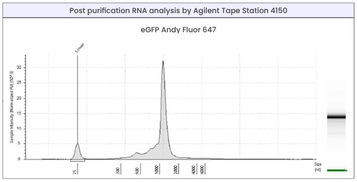 Tebubio mRNA Tape station analysis