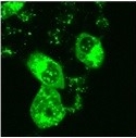 Fluorescence thermometer of living HEK293 cells