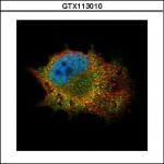 GTX113010 anti STAT1 tebu-bio genetex