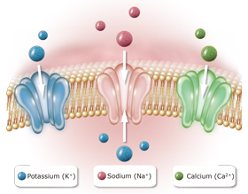 Ion channels Genetex tebu-bio