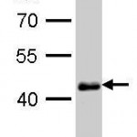 GTX627419_40878_WB_hESC tebu-bio genetex