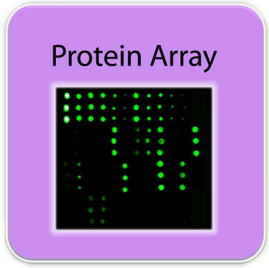 protein array