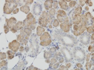 Anti COX4I2 on FFPE human salivary gland. Abnova tebu-bio for mitochondrial research