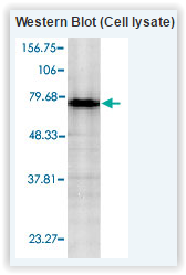 Anti GRP75 clone S52A-42 (MAB6629) WB analysis Abnova tebu-bio