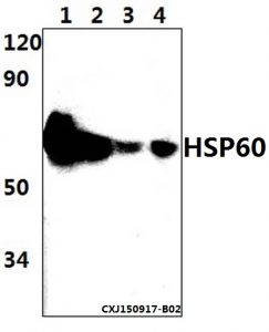 Anti HSP60 (BS1179) in WB Bioworld Technology tebu-bio mitochondrial research