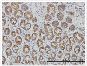 Anti TOMM20 on FFPE section of human small intestine H000098-04-M01 Abnova tebu-bio