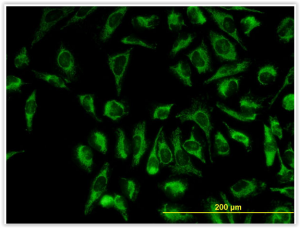Anti TOMM20 on IF on HeLa cells H000098-04-M01 Abnova tebu-bio