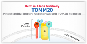 Best-in class antibodies for mitochondrial protein immunoblot tebu-bio abnova