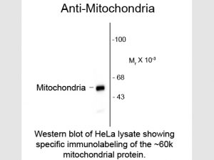 Western blot of HeLa cell lysates for detection of mitochondrial proteins with the Rockland Anti-Mitochondria antibody 909-301-D78 Rockland tebu-bio