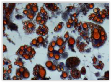 differentiated-3t3-l1-adipocytes-staines-with-oil-red-source-tebu-bio