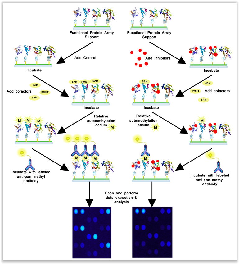 Experimental work flow for Methylation studies using the RayBio Immunome protein array. Source: RaybioTech tebu-bio